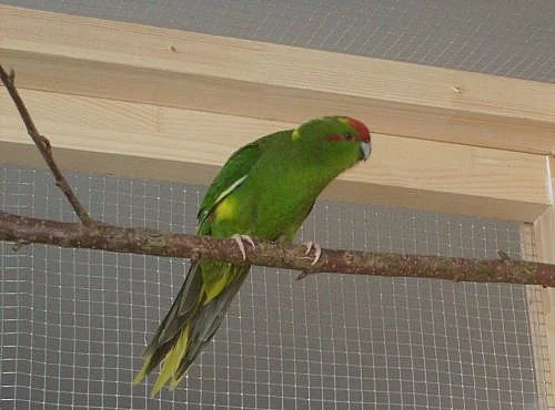 Kakariky červenočelé