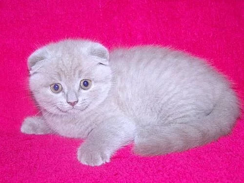 Skotská klapouchá koťátka - luxusní mazlíček