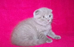Skotská klapouchá koťátka - luxusní mazlíček