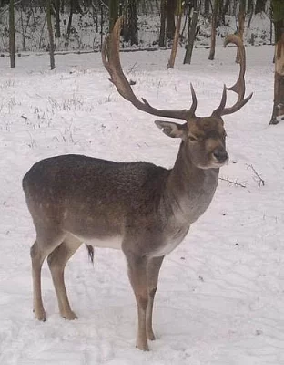 Daněk