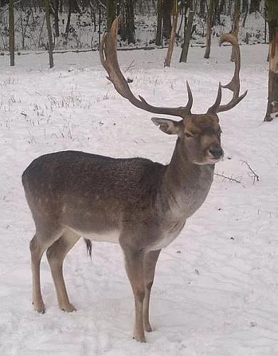 Daněk