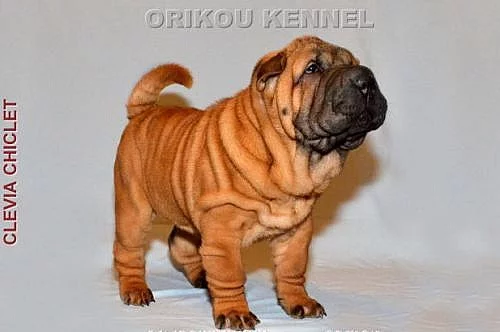 shar-pei šarpej štěňata