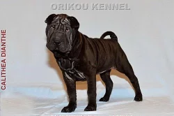 shar-pei šarpej štěňata