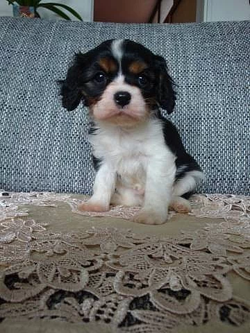 Kavalír King Charles španěl
