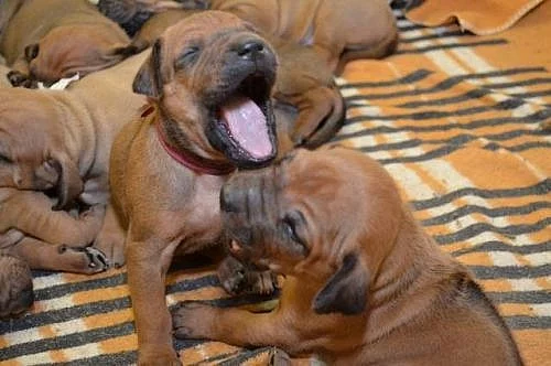 Štěňata Rhodéský Ridgeback