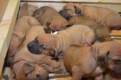 Štěňata Rhodéský Ridgeback