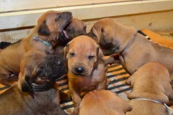 Štěňata Rhodéský Ridgeback