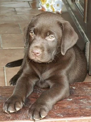 Čokoládový Labrador