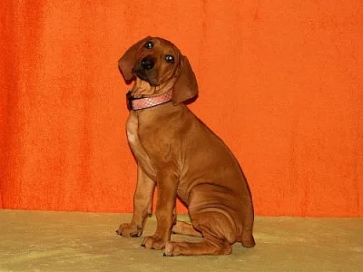 ŠTĚŇÁTKA RHODÉSKÉHO RIDGEBACKA S PP