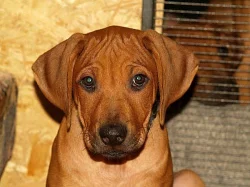 ŠTĚŇÁTKA RHODÉSKÉHO RIDGEBACKA S PP