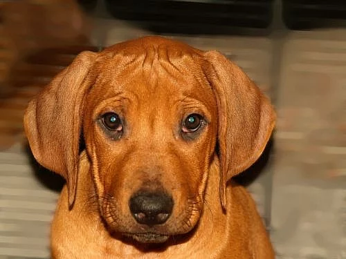 ŠTĚŇÁTKA RHODÉSKÉHO RIDGEBACKA S PP