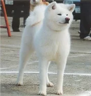 Japanese Akita