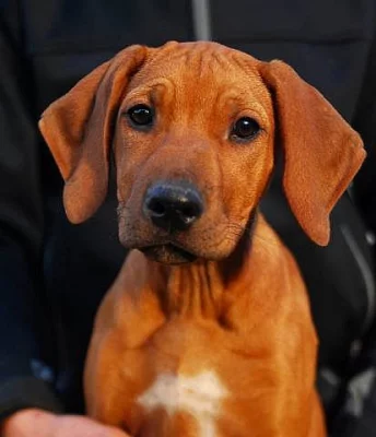 Poslední volná fenka rhodéského ridgebacka