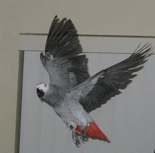 Žako (kongo)
