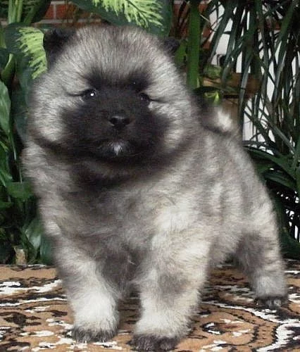 Německý špic vlčí / keeshond krásná štěňata s PP