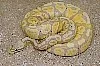 albín míč python na prodej