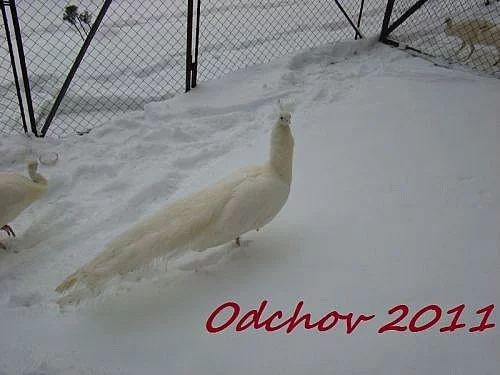 Páv bílý