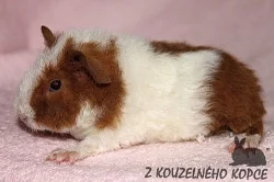 Morčátka plemene US Teddy s PP - sameček a samička