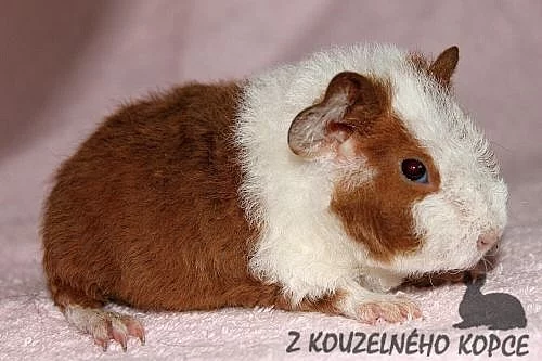 Morčátka plemene US Teddy s PP - sameček a samička