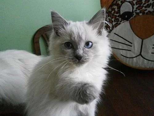 Ragdoll kotě-kočička s PP