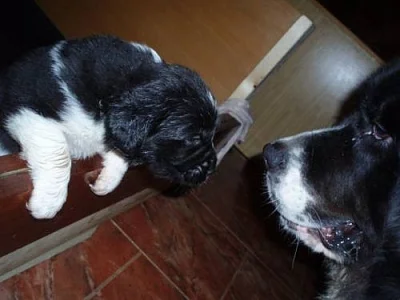 Štěňátka Landseer