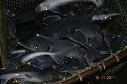 Jezírkové ryby na prodej