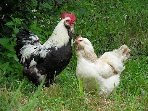 Nabídka kuřat