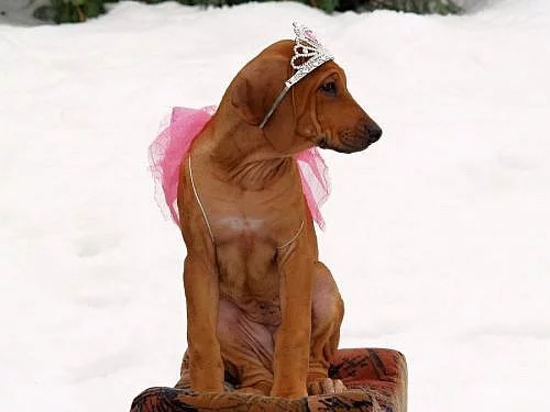 Rhodéský Ridgeback štěňátka s PP