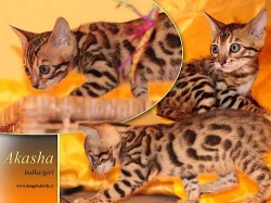 Bengálská koťátka na prodej