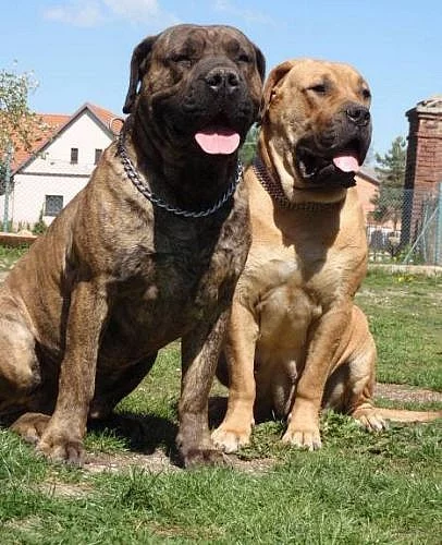 Boerboel s PP