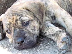 Boerboel s PP