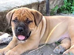 Boerboel s PP