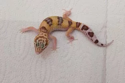 gekončík noční (E. macularius) - BANDED RAPTOR