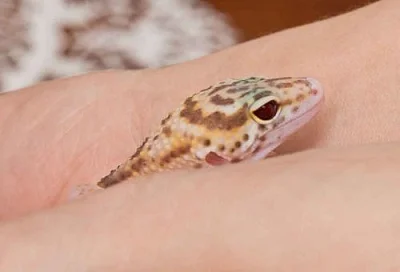 gekončík noční (E. macularius) - BANDED RAPTOR