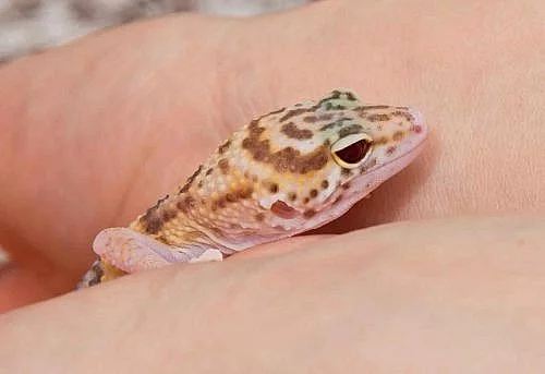 gekončík noční (E. macularius) - BANDED RAPTOR