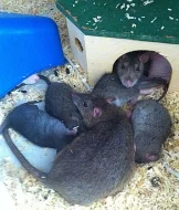 Darujeme potkaní miminka, na mazlení.Ne na zkrmení