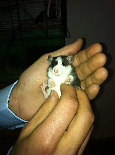 Darujeme potkaní miminka, na mazlení.Ne na zkrmení