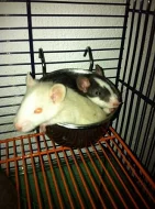 Darujeme potkaní miminka, na mazlení.Ne na zkrmení