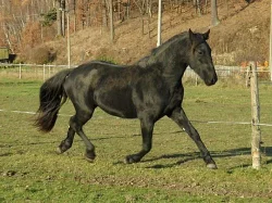 Fríský kůň