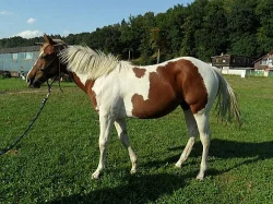 Gaty Sweet Princess - Paint Horse