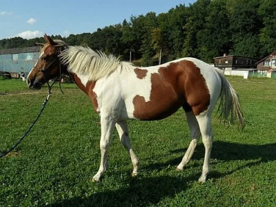 Gaty Sweet Princess - Paint Horse