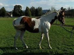 Gaty Sweet Princess - Paint Horse