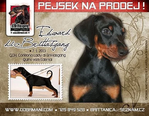 Štěňátka dobrmana s PP z výběrového chovu