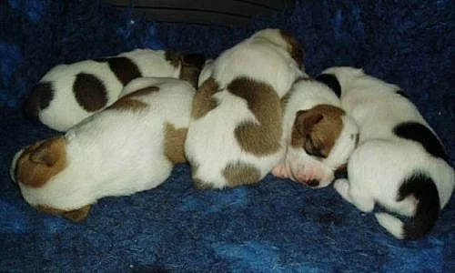 Parson Russell Terrier - prodáme štěňátka