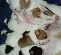 Parson Russell Terrier - prodáme štěňátka
