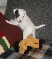 Parson Russell Terrier - prodáme štěňátka