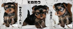 Kairo