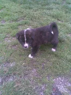 Akita-Inu