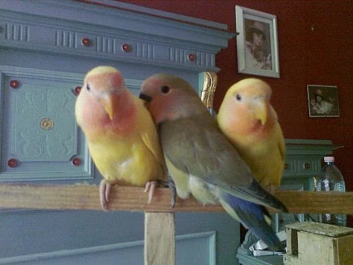 Agapornis růžohrdlý