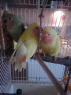 Agapornis růžohrdlý